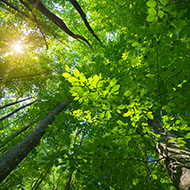 Sonnensegel Wälder Motiv