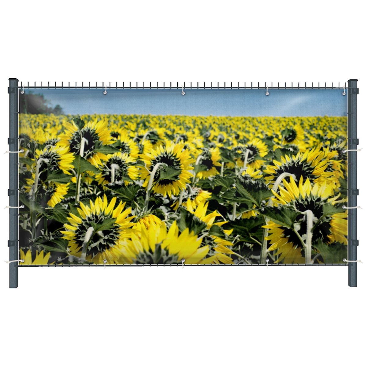 Sonnenblumen (3232) - Sichtschutz in Wunschgröße