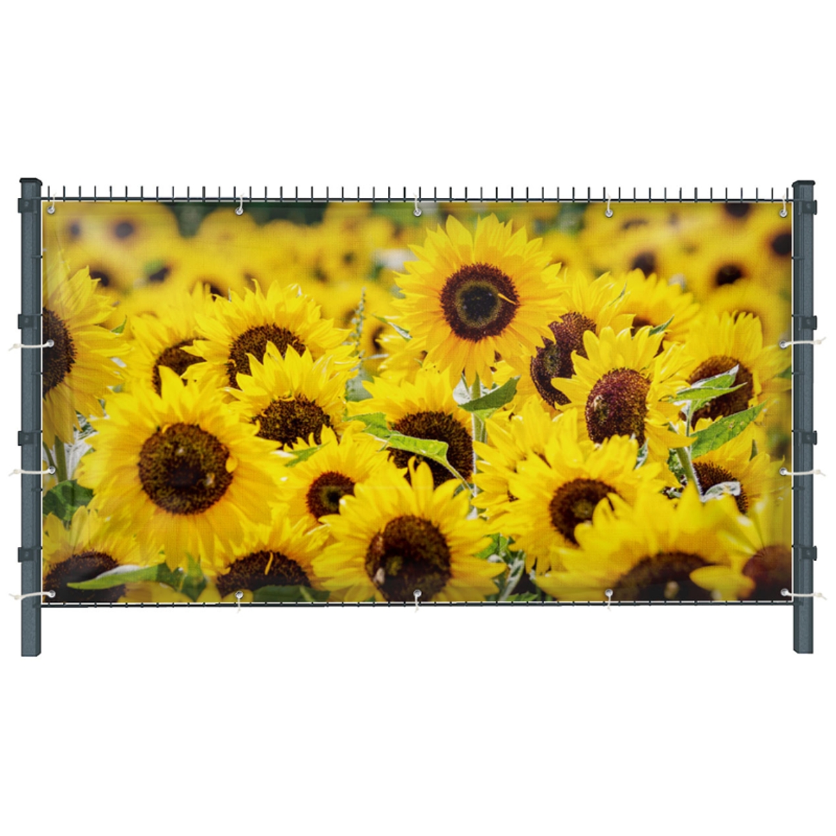 Sonnenblumen (3234) - Sichtschutz in Wunschgröße