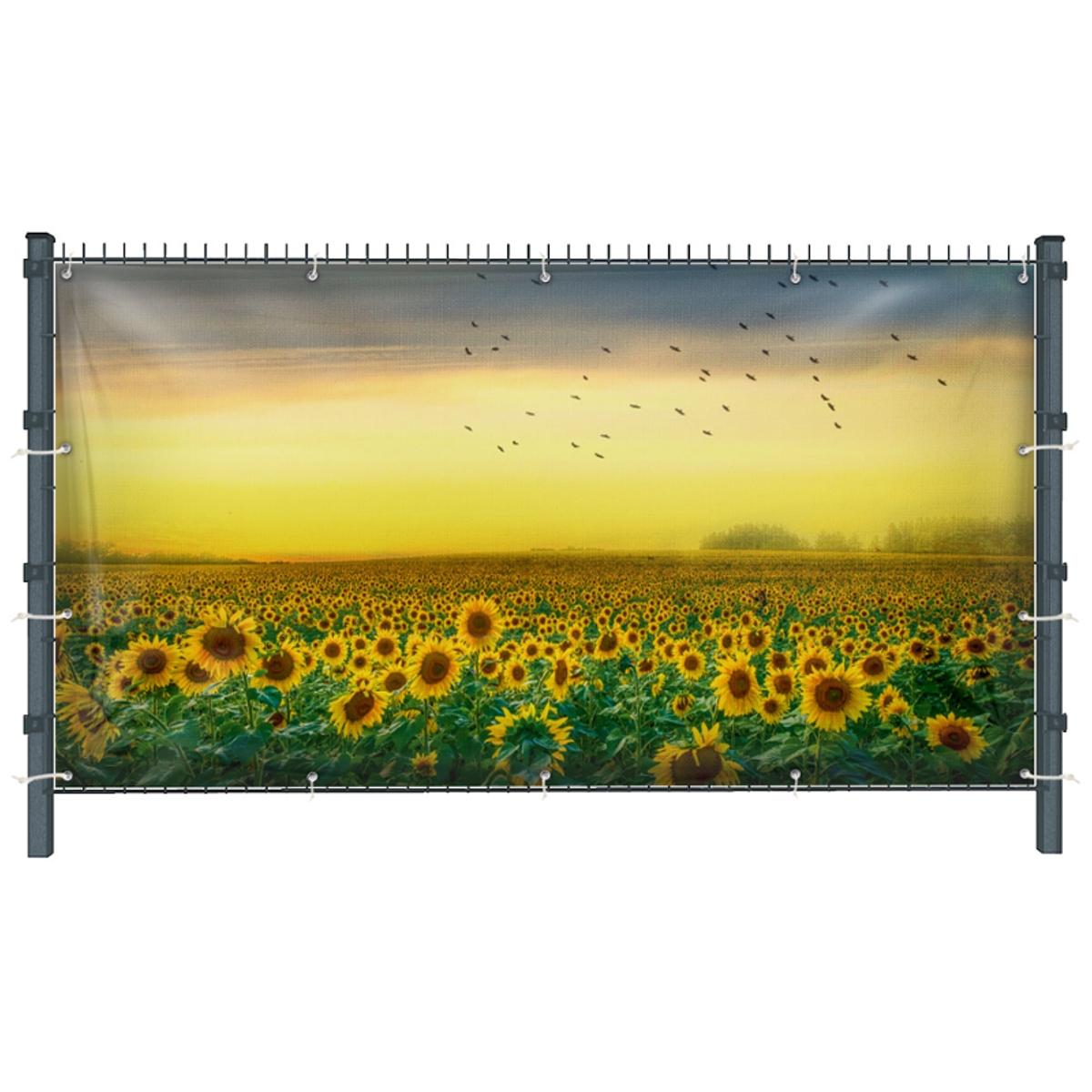 Sonnenblumen (3231) - Gartensichtschutz