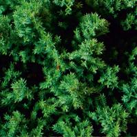 Hecke (1854) - Camping-Markise, Sonnenblende