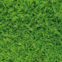 Hecke (1847) - Camping-Markise, Sonnenblende