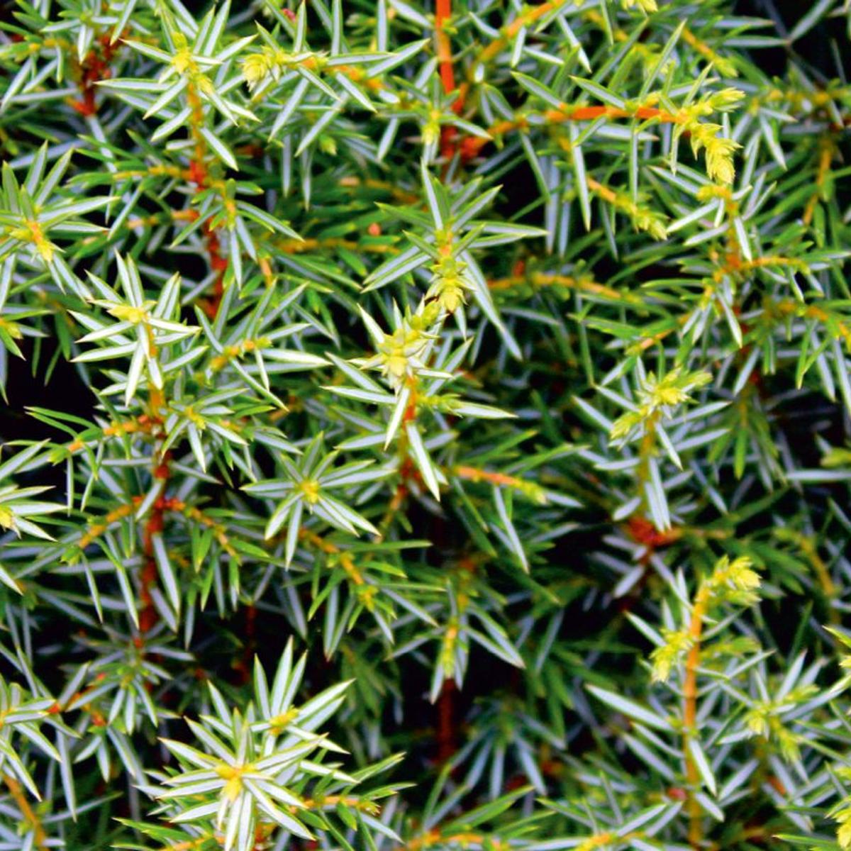 Hecke (1852) - Camping-Markise, Sonnenblende