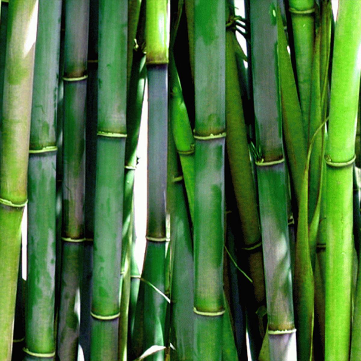 Bambus (3120) - Camping-Markise, Sonnenblende
