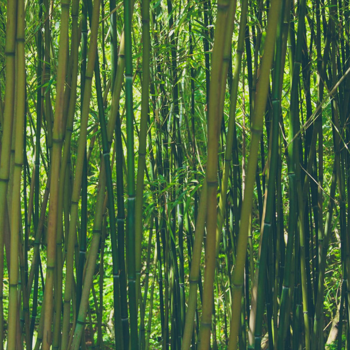 Bambus (3119) - Camping-Markise, Sonnenblende